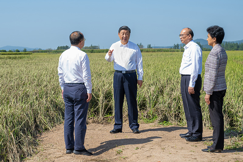 9月6日至8日，中共中央总书记、国家主席、中央军委主席习近平在黑龙江考察。这是7日上午，习近平在遭受洪涝灾害的哈尔滨尚志市老街基乡龙王庙村，察看水稻受灾情况。